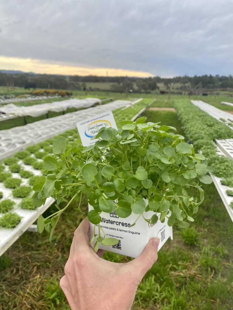 corex-hort-conections-salad-greens (9)
